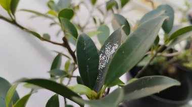 Bitki yapraklarındaki böcekler. Mealybug 'lar çevre nemli olduğunda bitkilere saldırır.
