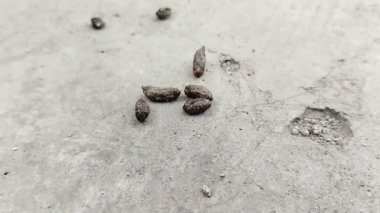 Fare dışkısı. Fare dışkısı çeşitli hastalıklara neden olabilir.