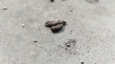 Fare dışkısı. Fare dışkısı çeşitli hastalıklara neden olabilir.