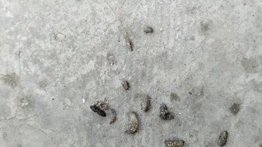 Fare dışkısı. Fare dışkısı çeşitli hastalıklara neden olabilir.