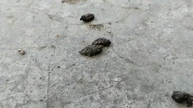 Fare dışkısı. Fare dışkısı çeşitli hastalıklara neden olabilir.