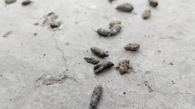 Fare dışkısı. Fare dışkısı çeşitli hastalıklara neden olabilir.