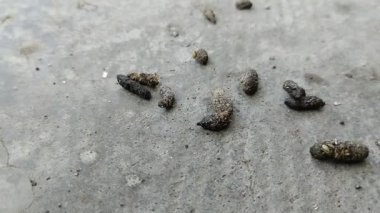 Fare dışkısı. Fare dışkısı çeşitli hastalıklara neden olabilir.