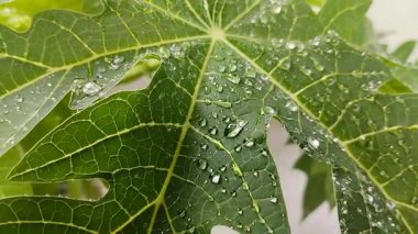 Papaya yaprakları yağmur suyuna maruz kalır. Papaya yaprakları bağışıklığın artması, dang hummasının tedavisi, sağlıklı cildin korunması, kabızlığın azaltılması ve sindirimin kolaylaştırılması için faydalıdır..