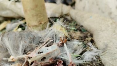 Karıncalar tarafından yenen kuş leşleri kemiğe dönüştü.