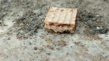 Beton zeminin altında kumla karıncaların yediği çikolatalı gofretler. Karıncalar tarafından istila edilen yiyecekler atılmalıdır çünkü sağlığa zararlı olabilecek maddeler içerme riski taşır..