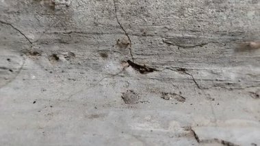 Bir evin duvarlarına yuva yapan karıncalar. Karıncalar, yiyecek kaynaklarına karanlık, koruma ve yakınlık sağladıkları için duvarlara çekiliyorlar..