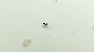 Beyaz arka planda şeker yiyen karıncalar. Karıncalar faaliyetleri için şekeri enerji kaynağı olarak kullanırlar..