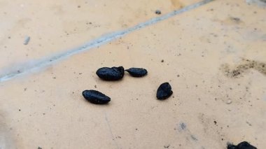 Yere sıçan boku sıçtı. Fare gübresi çeşitli hastalıklara neden olabilir.