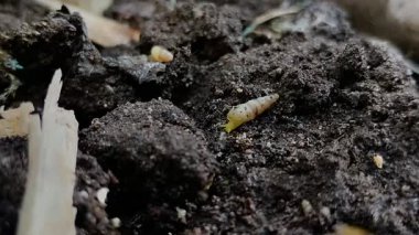 Bir grup minyatür salyangoz veya yerde sürünen tropikal salyangoz (Subulina octona). Bu hayvanlar bitkilerin baş belasıdır..