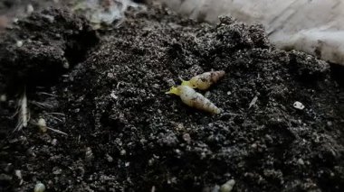 Bir grup minyatür salyangoz veya yerde sürünen tropikal salyangoz (Subulina octona). Bu hayvanlar bitkilerin baş belasıdır..