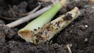 Bir grup minyatür salyangoz veya yerde sürünen tropikal salyangoz (Subulina octona). Bu hayvanlar bitkilerin baş belasıdır..