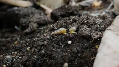 Bir grup minyatür salyangoz veya yerde sürünen tropikal salyangoz (Subulina octona). Bu hayvanlar bitkilerin baş belasıdır..