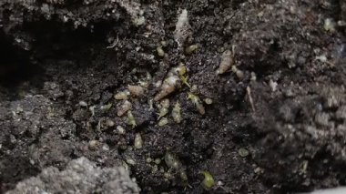 Bir grup minyatür salyangoz veya yerde sürünen tropikal salyangoz (Subulina octona). Bu hayvanlar bitkilerin baş belasıdır..