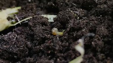 Yerde sürünen minyatür salyangozlar veya tropikal salyangozlar (Subulina octona). Bu hayvanlar bitkilerin baş belasıdır..