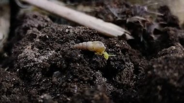 Yerde sürünen minyatür salyangozlar veya tropikal salyangozlar (Subulina octona). Bu hayvanlar bitkilerin baş belasıdır..
