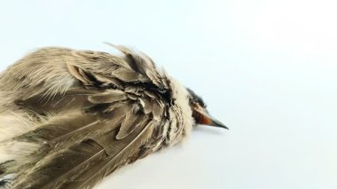 Beyaz arka planda gri renkli kuş leşleri