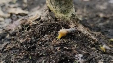 Bir grup minyatür awlsnail ya da yerde sürünen tropikal awlsnail (Subulina octona). Bu hayvanlar bitkilerin baş belasıdır..