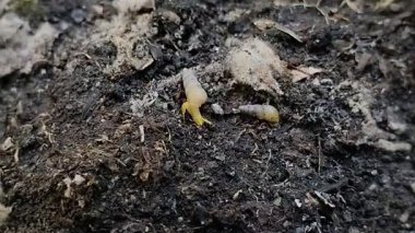 Bir grup minyatür awlsnail ya da yerde sürünen tropikal awlsnail (Subulina octona). Bu hayvanlar bitkilerin baş belasıdır..