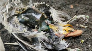 Bir kuş leşinin üzerinde sürünen kurtçuklar.