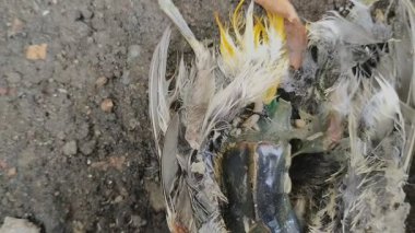 Bir kuş leşinin üzerinde sürünen kurtçuklar.