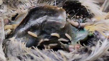 Bir kuş leşinin üzerinde sürünen kurtçuklar.