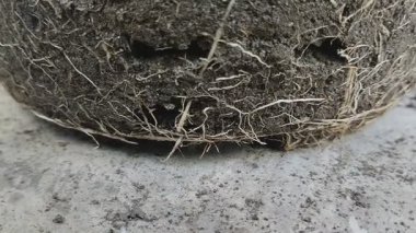 Tencereyi çevreleyen bitki köklerine beyaz arka planda kök bağları denir. bitki kökleri sıkıca büyüdüğünde koşullar