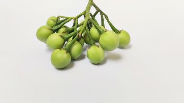 Beyaz arka planda hindi üzümü veya takokak (Solanum torvum). Yemek pişirme baharatı olmasının yanı sıra geleneksel tıpta da hindi üzümü kullanılır..