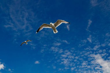 Yaz günü mavi gökyüzünde uçan martılar..