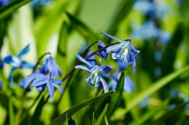 Güneşli bir günde çiçek açan mavi scilla luciliae çiçeklerine yakın çekim. İlk bahar soğanlı bitkileri. Bokeh efektli seçici odak.