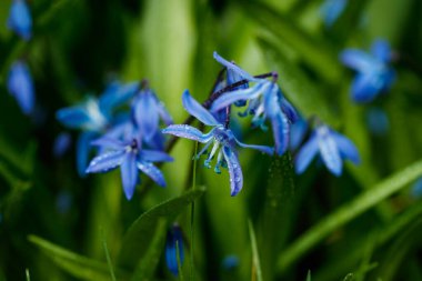 Güneşli bir günde çiçek açan mavi scilla luciliae çiçeklerine yakın çekim. İlk bahar soğanlı bitkileri. Bokeh efektli seçici odak.