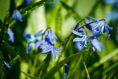 Güneşli bir günde çiçek açan mavi scilla luciliae çiçeklerine yakın çekim. İlk bahar soğanlı bitkileri. Bokeh efektli seçici odak.