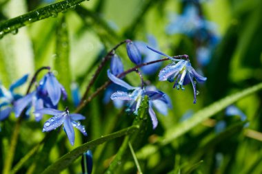Güneşli bir günde çiçek açan mavi scilla luciliae çiçeklerine yakın çekim. İlk bahar soğanlı bitkileri. Bokeh efektli seçici odak.