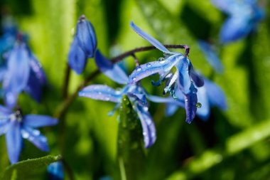 Güneşli bir günde çiçek açan mavi scilla luciliae çiçeklerine yakın çekim. İlk bahar soğanlı bitkileri. Bokeh efektli seçici odak.