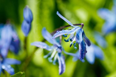 Güneşli bir günde çiçek açan mavi scilla luciliae çiçeklerine yakın çekim. İlk bahar soğanlı bitkileri. Bokeh efektli seçici odak.