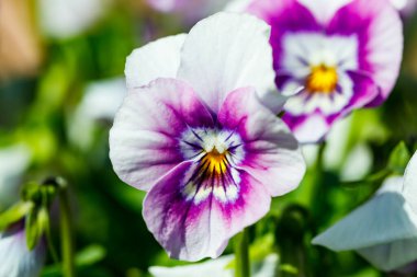 Bahçede mor nonoş çiçekleri olan beyaz, yakın çekim..