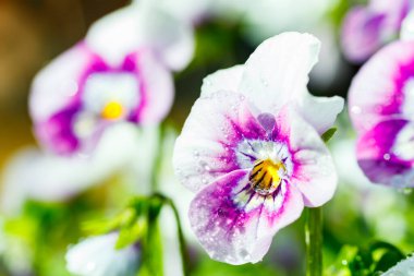 Bahçesinde yağmur damlaları olan mor nonoş çiçekleri olan beyaz, yakın çekim..