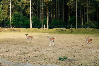 Sika veya benekli geyik sürüsü Danimarka 'da.