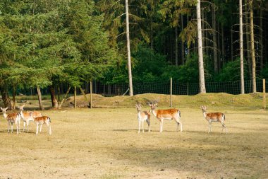 Sika veya benekli geyik sürüsü Danimarka 'da.