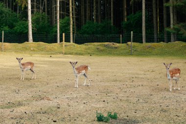 Sika veya benekli geyik sürüsü Danimarka 'da.