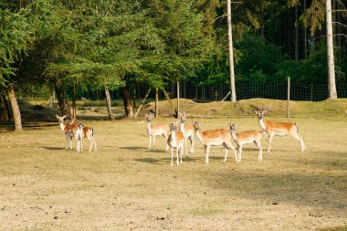 Sika veya benekli geyik sürüsü Danimarka 'da.