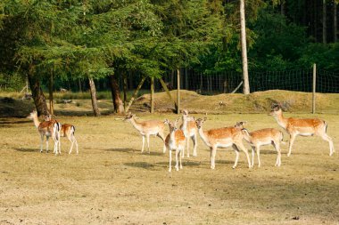 Sika veya benekli geyik sürüsü Danimarka 'da.