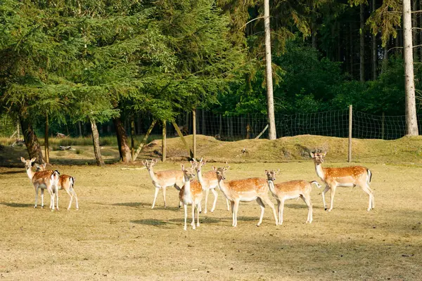 Sika veya benekli geyik sürüsü Danimarka 'da.