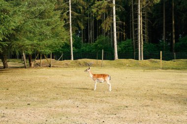 Sika ya da benekli geyik Danimarka 'da.