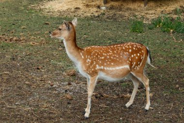 Sika ya da benekli geyik Danimarka 'da.