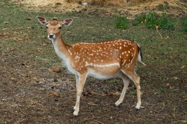 Sika ya da benekli geyik Danimarka 'da.