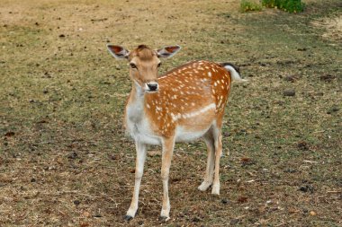 Sika ya da benekli geyik Danimarka 'da.