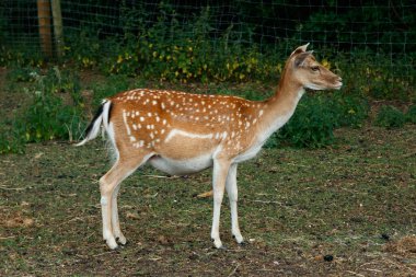 Sika ya da benekli geyik Danimarka 'da.