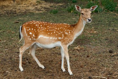 Sika ya da benekli geyik Danimarka 'da.