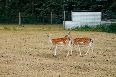Danimarka 'da iki sika ya da benekli geyik.